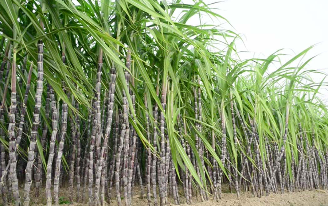 Long Sugar Cane - Complete Information Including Health Benefits